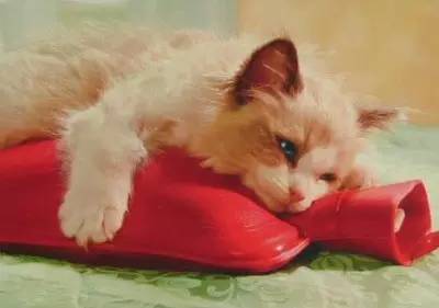 女生每個月的那幾天怎么說？外國妹子竟然也說“大姨媽”！