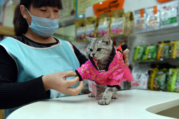 貓經濟興起 今天你“吸貓”了嗎？