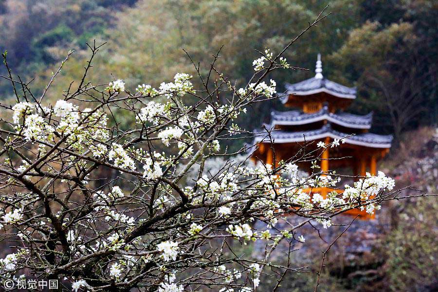 踏青季：春天盛開的9種鮮花 哪一種最美？（組圖）