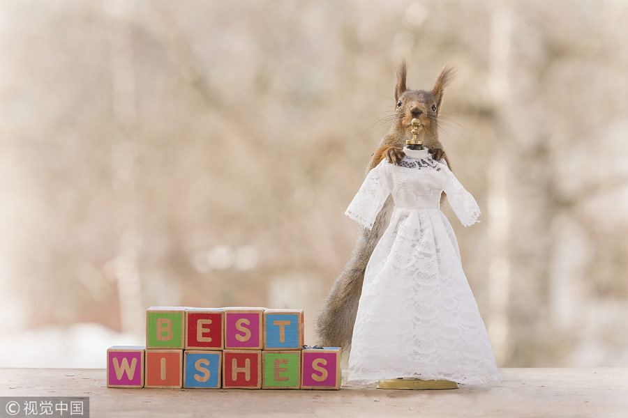英國(guó)王室婚禮在即！看小松鼠演繹“童話婚禮”（組圖）