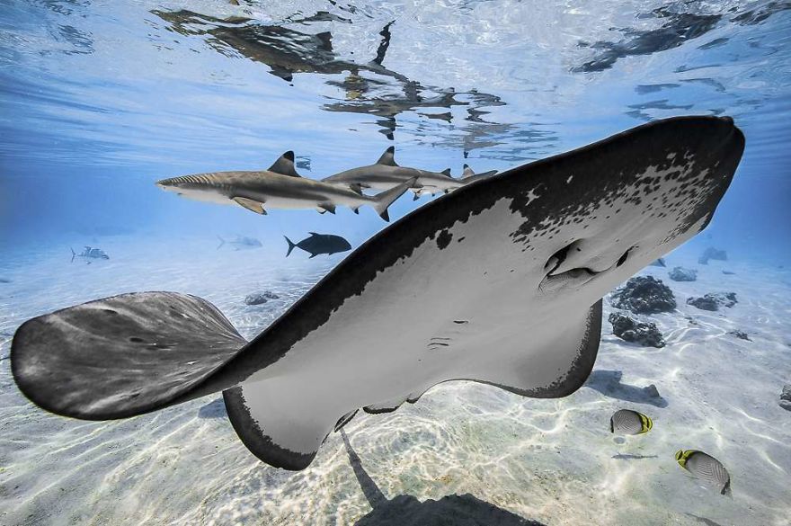 2018年度水下攝影師大賽獲獎作品欣賞（組圖）