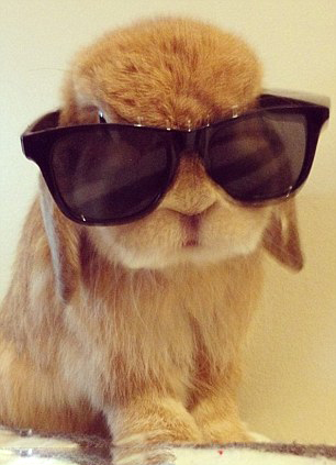 網上爆紅的超萌兔子兄弟(組圖)